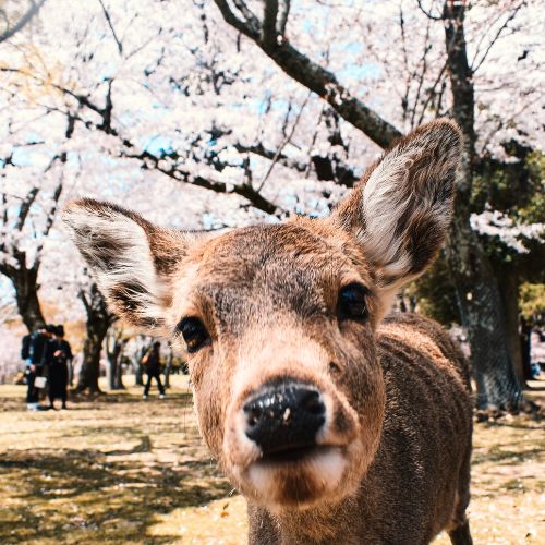 deer in Nara prefecture where our brand is located in.